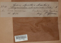 Phragmidium mucronatum image